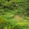 Plants: image 151 Of 193 Thumb